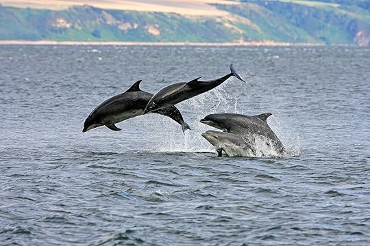 dolphins