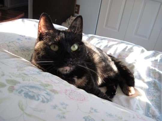 tortoiseshell-cat-close-up