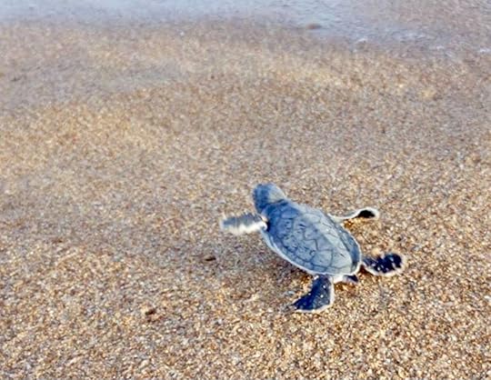 Baby sea turtle scrambles on sand towards the ocean