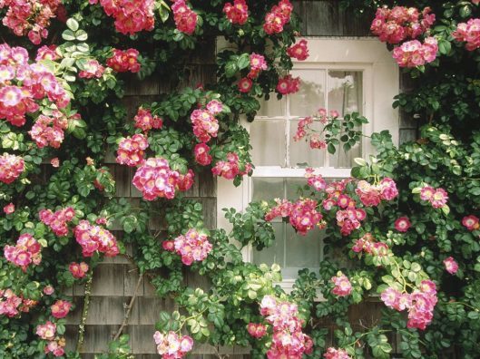 Loves Flowers