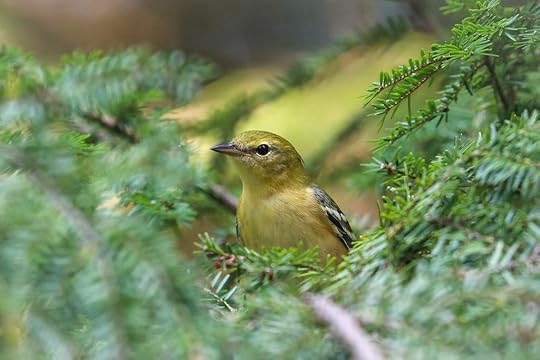 Bay-Breasted Warbler?