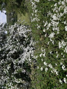 photo of spring hedgerow