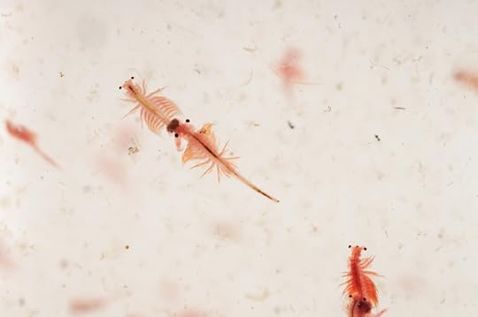 Brine Shrimp, Sea Monkeys