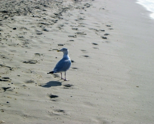 Dagje Texel