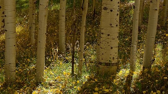 Aspen Forest