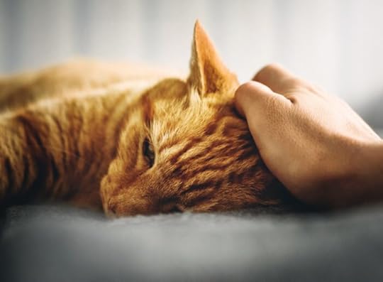 cat-hand-petting