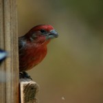 Bird - Cardinal 