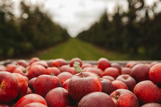 recently harvested apples