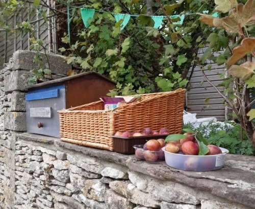 photo of basket of plums offered free on my front wall