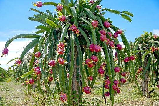 dragon fruit edible cactus