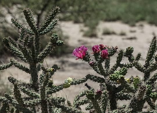 cholla cactus edible