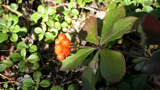 Bunchberry Dogwood
