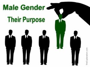 The Male Gender. Do we need it? What is their purpose, if any? Why did God create them like they are?