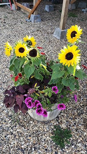 Not only did the plague of grasshoppers not really damage my planters too badly, but I got some volunteer sunflowers from previous years. That has been such a lovely blessing, since I never managed to get any planted in here and they’re one of my favourite flowers.