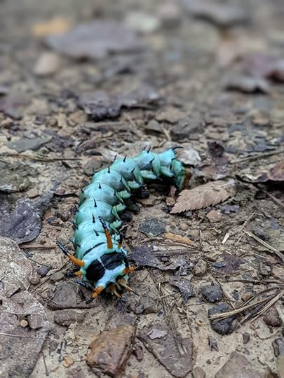 bright turquoise colored caterpillar crawls on the forest floor