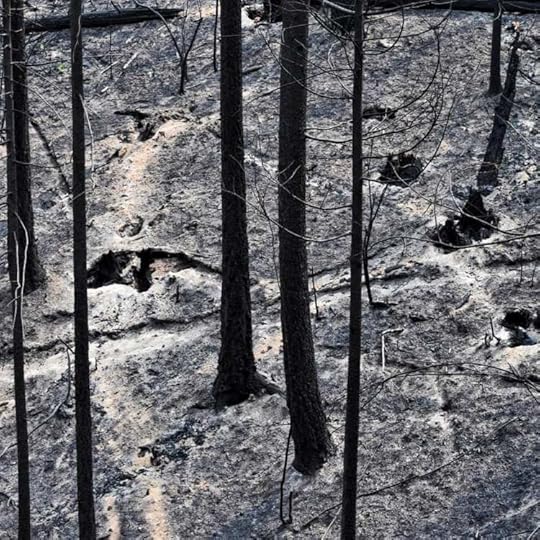 ash-shadows-stump-holes-burned-trees