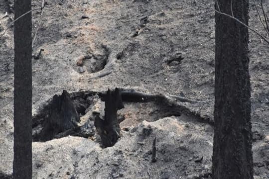 burned-out-stump-after-forest-fire