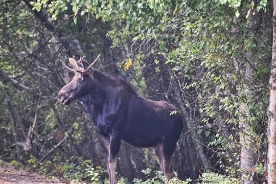 bull-moose-Idaho-trail