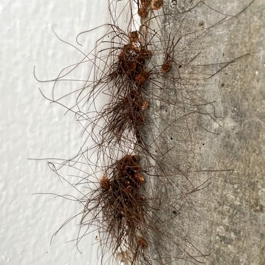 daddy-long-leg-cluster