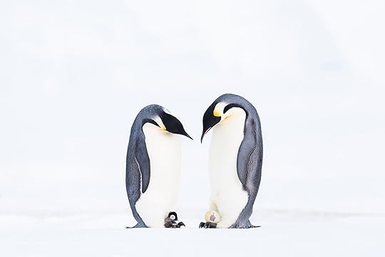 Stefan-Christmann-ocean-photography-awards