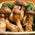 matsutake mushroom japan