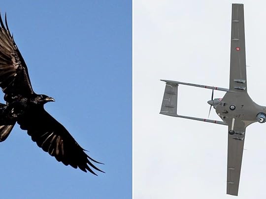Raven vs drone
