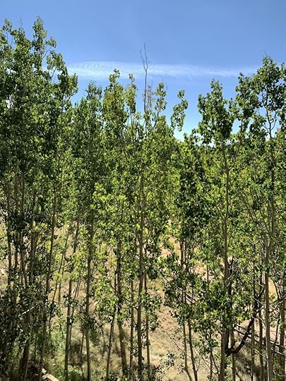 Aspens and Haiku