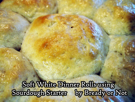 Soft White Dinner Rolls using Sourdough Starter