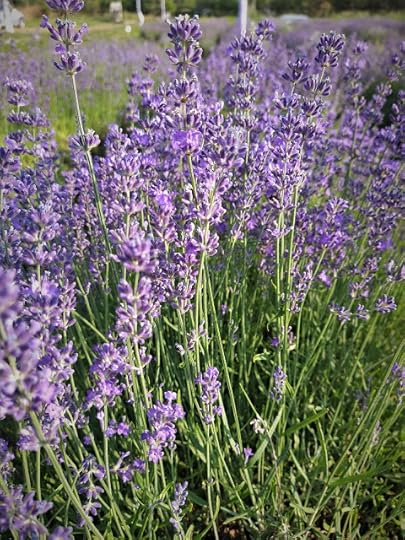 Lavanda Alberta, Halchiu