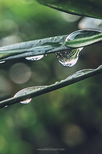 Gambar Titisan Embun (Droplets Macro Photography)
