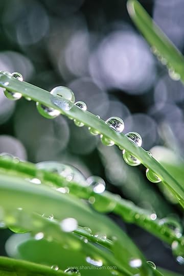 Gambar Titisan Embun (Droplets Macro Photography)