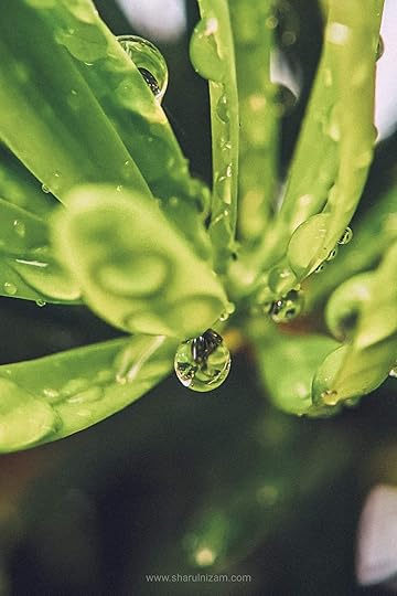 Gambar Titisan Embun (Droplets Macro Photography)