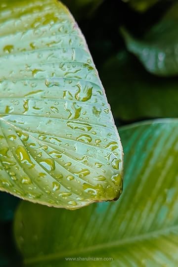 Gambar Titisan Embun (Droplets Macro Photography)