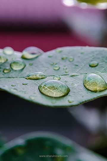 Gambar Titisan Embun (Droplets Macro Photography)