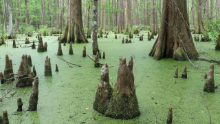 Swamp-5-3-_960px