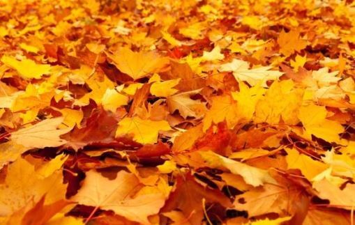 maple leaves for NLRM