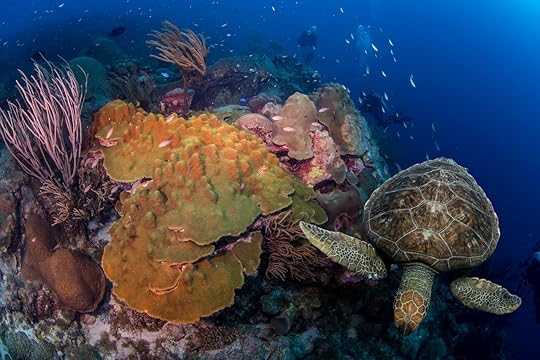 turtles underwater in caribbean