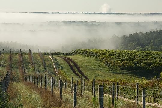 Blenheim vineyards vines