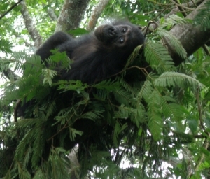 gombe chimp