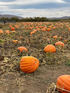 Pumpkin Patch
