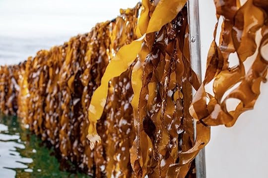 atlantic sea farms kelp