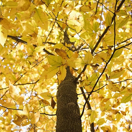 Thoughts on Where We Are...Autumn