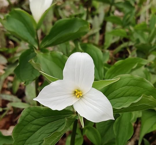 Trillium
