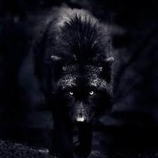 The Dark Wolf on Twitter: "#MartesIntratable #martesdeganarsegidores #MARTES13 #SientoMariposasCuando #HastaQueTeConoci… "