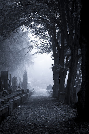 Spooky Cemetery Trees - Arbor Day Foundation Blog