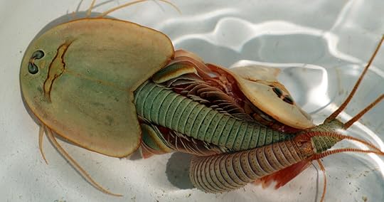 Triops Dinosaur Shrimp