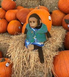 Mango Monkey on pumpkins