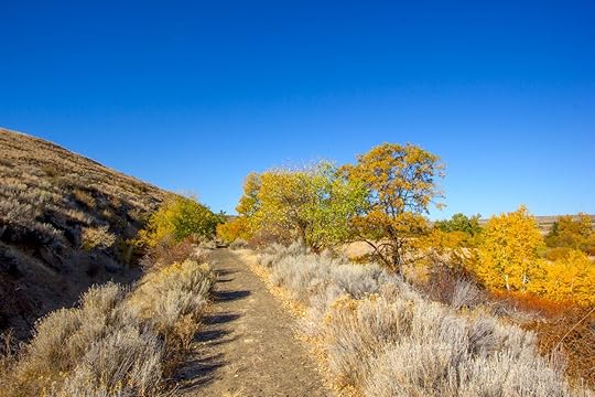 Vibrant autumn colored leaves in yellow and orange line a dirt hiking trail on Snow Mountain Ranch, part of the Cowiche Canyon Conservancy near Yakima, Washington.