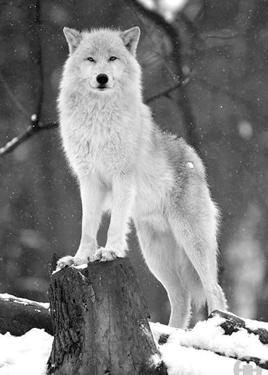 I'm broken | Wolf dog, Wolf, Beautiful wolves