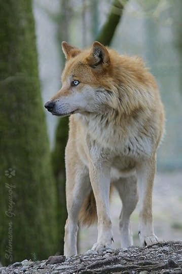 Golden wolf | Wolf dog, Wolf photos, Wolf pictures